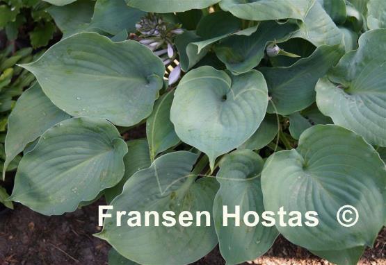 Hosta Moonlight Sonata